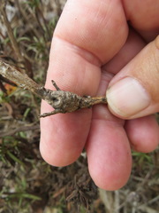 Neolasioptera mimuli