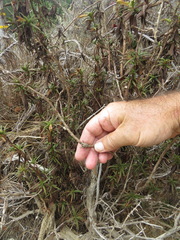 Neolasioptera mimuli