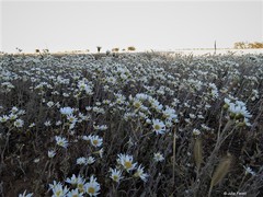 Rhodanthe corymbiflora