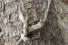 Neolasioptera mimuli