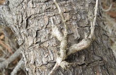 Neolasioptera mimuli