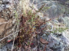 Cheilanthes sieberi sieberi