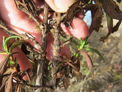 Neolasioptera mimuli