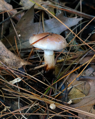 Gomphidius nigricans