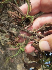 Neolasioptera mimuli