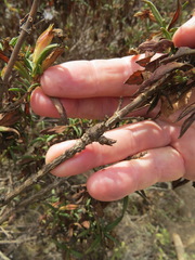 Neolasioptera mimuli