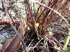 Cheilanthes sieberi sieberi