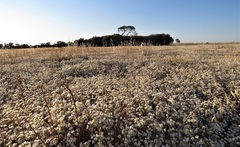 Rhodanthe corymbiflora