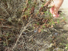 Neolasioptera mimuli