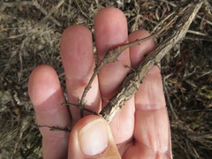 Neolasioptera mimuli