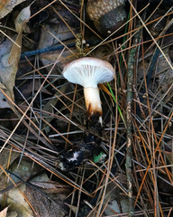 Gomphidius nigricans