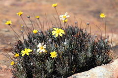 Euryops othonnoides