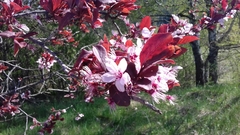 Prunus cerasifera pissardii