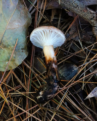 Gomphidius nigricans