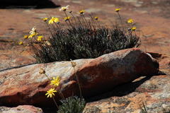 Euryops othonnoides