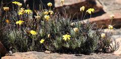 Euryops othonnoides