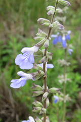Salvia pallida