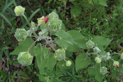 Callianthe pauciflora