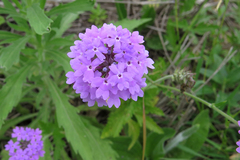 Glandularia tomophylla