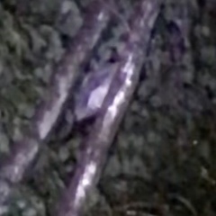 Strix uralensis