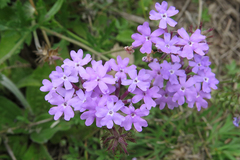 Glandularia tomophylla