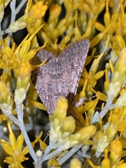 Protorthodes melanopis