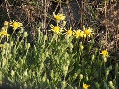 Senecio selloi