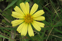 Sphagneticola brachycarpa