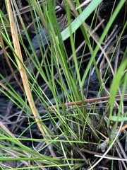 Rhynchospora pleiantha