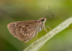 Vehilius stictomenes