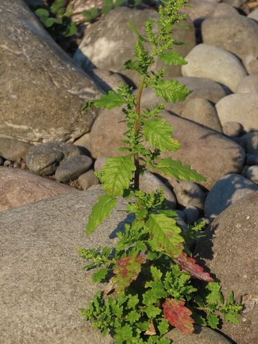 Dysphania ambrosioides
