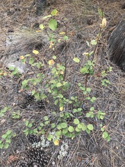 Amelanchier cusickii