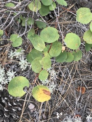 Amelanchier cusickii