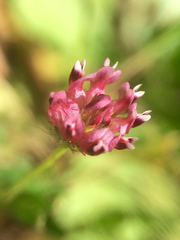 Trifolium depauperatum