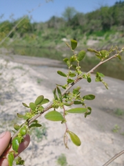 Phyllanthus sellowianus