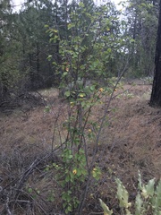 Amelanchier cusickii