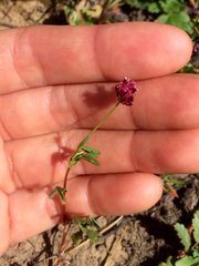 Trifolium depauperatum