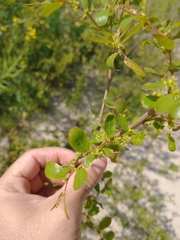 Phyllanthus sellowianus