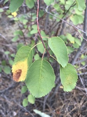 Amelanchier cusickii