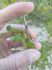 Phyllanthus sellowianus