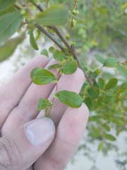 Phyllanthus sellowianus
