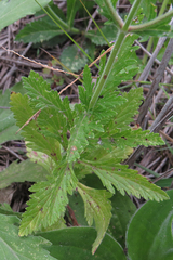 Glandularia tomophylla