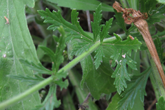 Glandularia tomophylla