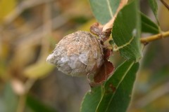 Rabdophaga strobiloides