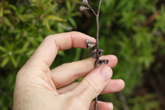 Eucalyptus campanulata