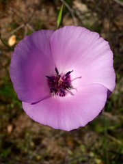 Calochortus splendens