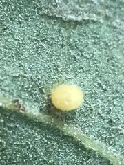 Neuroterus saltatorius