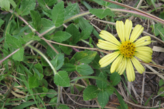 Sphagneticola brachycarpa