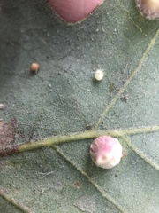 Neuroterus saltatorius