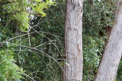 Eucalyptus campanulata